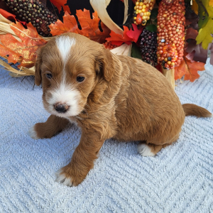 Goldendoodle Puppy Kassidy