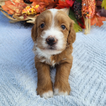 Goldendoodle Puppy Kassidy