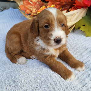 Goldendoodle Puppy Kassidy