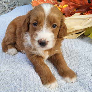 Goldendoodle Puppy Kassidy