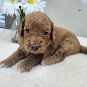 Goldendoodle Puppy Palmer