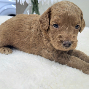 Goldendoodle Puppy Palmer