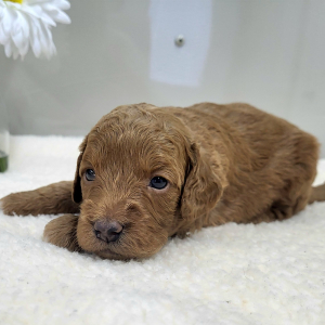 Goldendoodle Puppy Palmer