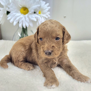 Goldendoodle Puppy Palmer