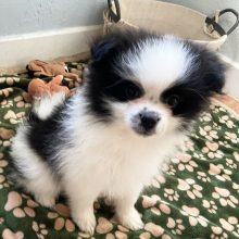 Pomeranian Puppy Bandit