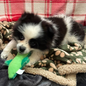 Pomeranian Puppy Bandit