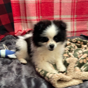 Pomeranian Puppy Bandit