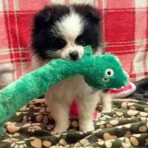 Pomeranian Puppy Bandit