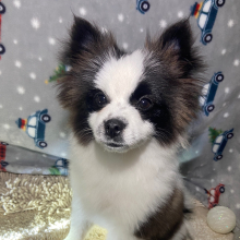 Pomeranian Puppy Bandit
