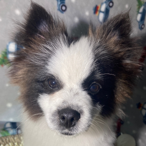 Pomeranian Puppy Bandit