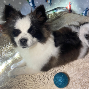 Pomeranian Puppy Bandit