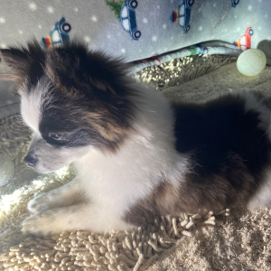 Pomeranian Puppy Bandit