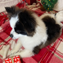 Pomeranian Puppy Bandit