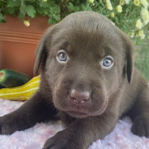 Labrador Retriever Puppy Tansy