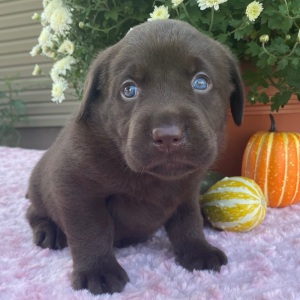 Labrador Retriever Puppy Tansy