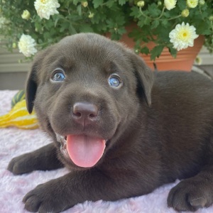 Labrador Retriever Puppy Tansy