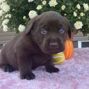 Labrador Retriever Puppy Tansy