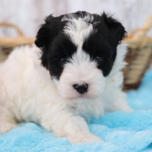 Maltipoo Puppy Darla
