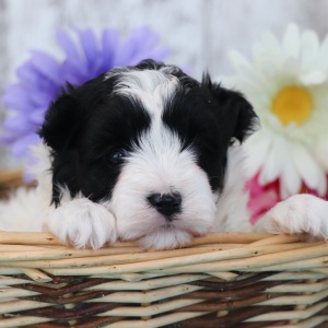 Maltipoo Puppy Darla