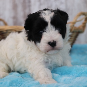 Maltipoo Puppy Darla