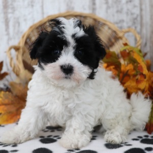 Maltipoo Puppy Darla