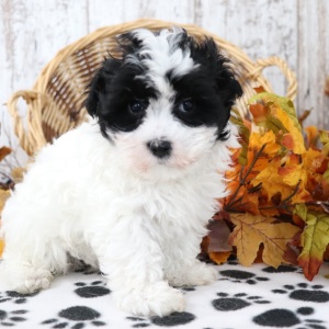 Maltipoo Puppy Darla