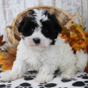 Maltipoo Puppy Darla