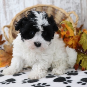 Maltipoo Puppy Darla