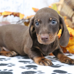 Dachshund Puppy Denver