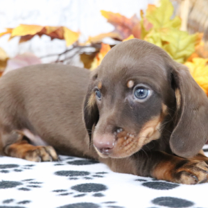 Dachshund Puppy Denver