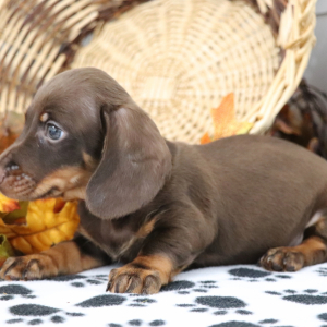 Dachshund Puppy Denver