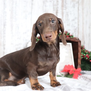 Dachshund Puppy Denver
