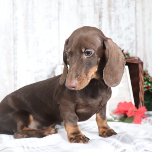 Dachshund Puppy Denver