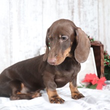 Dachshund Puppy Denver