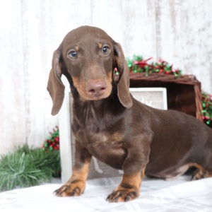 Dachshund Puppy Denver