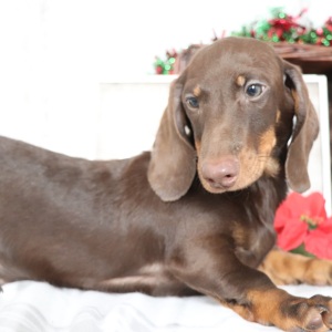 Dachshund Puppy Denver