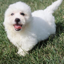 Coton de Tulear Puppy Baxter