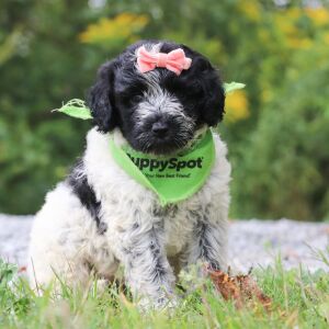 Portuguese Water Dog Puppy Tesla