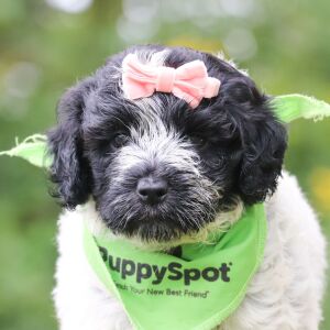Portuguese Water Dog Puppy Tesla