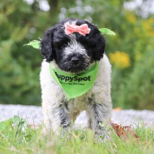 Portuguese Water Dog Puppy Tesla