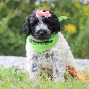 Portuguese Water Dog Puppy Tesla