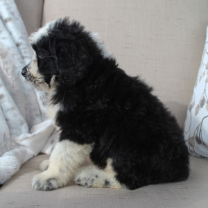 Portuguese Water Dog Puppy Sailor