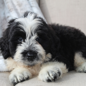 Portuguese Water Dog Puppy Sailor