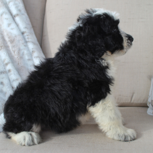 Portuguese Water Dog Puppy Sailor