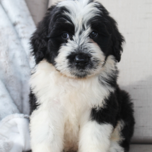 Portuguese Water Dog Puppy Sailor