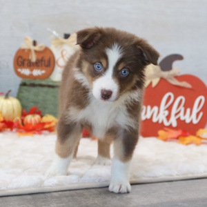 Australian Shepherd Puppy CoCo