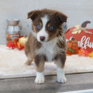 Australian Shepherd Puppy CoCo
