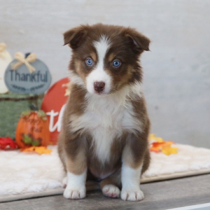 Australian Shepherd Puppy CoCo
