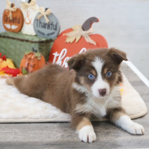 Australian Shepherd Puppy CoCo