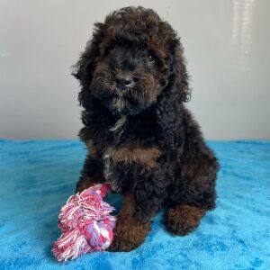 Poodle Puppy Skye